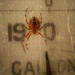 Spider from Mars? by ajisaac