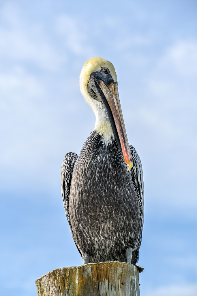 Posing Pelican by danette