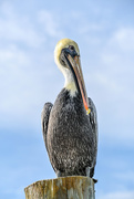 16th Nov 2018 - Posing Pelican