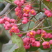 Spindle berries by julienne1