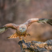 Red kite by inthecloud5