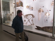 16th Nov 2018 - Zoology Museum, Cambridge