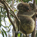 Frankie by koalagardens