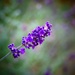 Lavender by carole_sandford