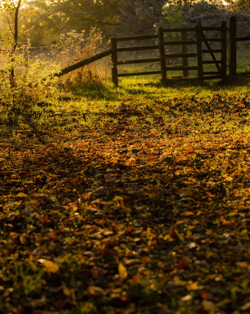 Autumnal Carpet by shepherdmanswife