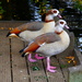 2 Egyptian Geese by snoopybooboo