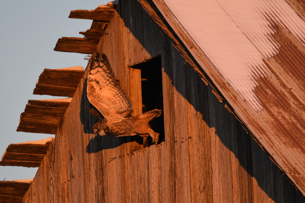 Great Horned Owl Leaps from Barn by kareenking