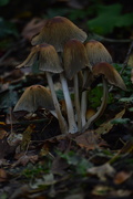 14th Nov 2018 - On the Forest Floor