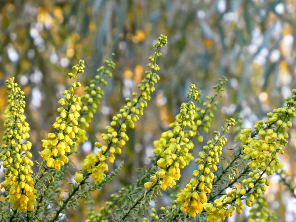 Mahonia . by wendyfrost