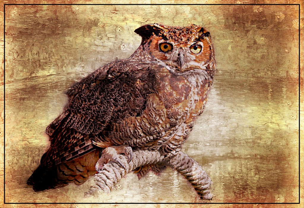 Great Horned Owl by olivetreeann