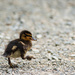 Duckling by yaorenliu