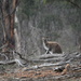 Wild Bennetts (Red Neck) Wallaby by kgolab