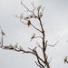 Sulphur-crested Cockatoo - Cacatua Galerita by kgolab