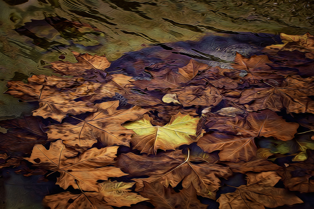 Leaves In A Pond by joysfocus