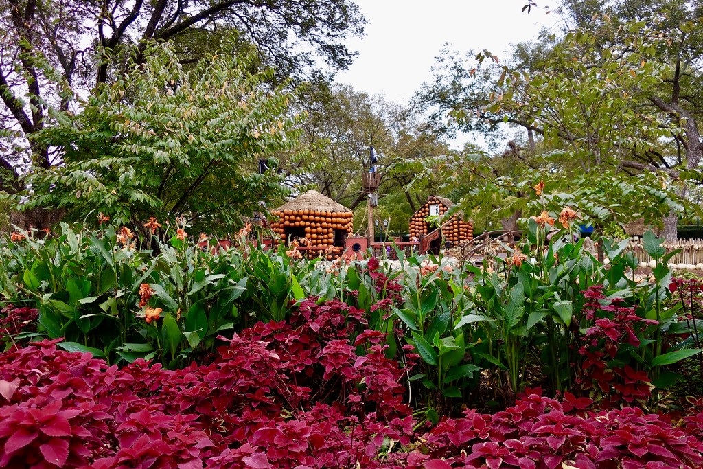 Coleus, Canna Lilies and the Pumpkin Village at the Dallas Arboretum  by louannwarren