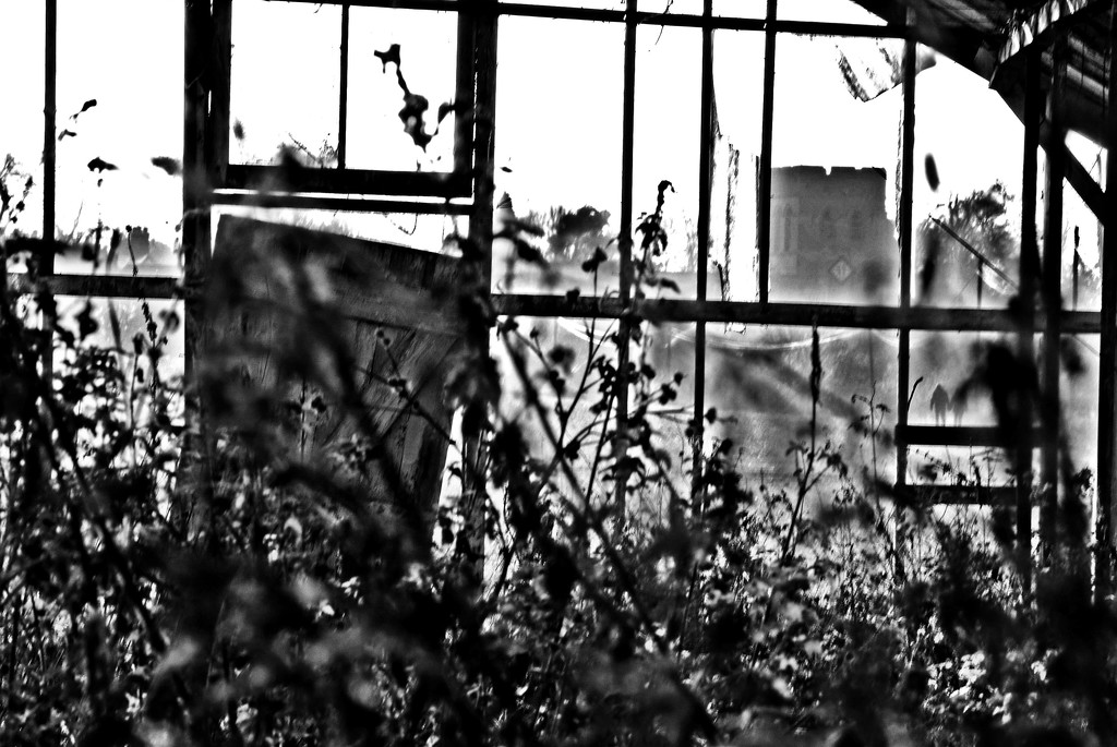 the derelict greenhouse by ianmetcalfe