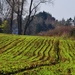 striped fields by ianmetcalfe