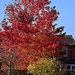 autumn colour ... by ianmetcalfe
