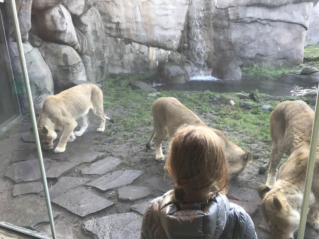 Meeting the lions  by pandorasecho