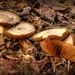 Autumn Fungi by judithdeacon