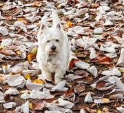 17th Nov 2018 - Finlay in the fallen leaves