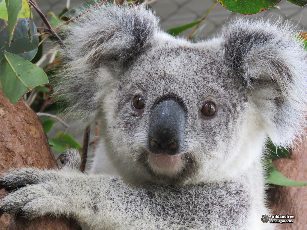 Krissy improving by koalagardens