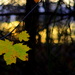 One leaf left hanging... by jayberg