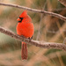 Red Cardinal! by fayefaye