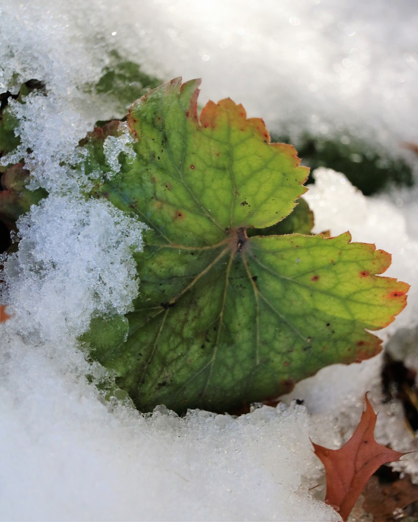 November 16: Leaf by daisymiller