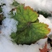 November 16: Leaf by daisymiller