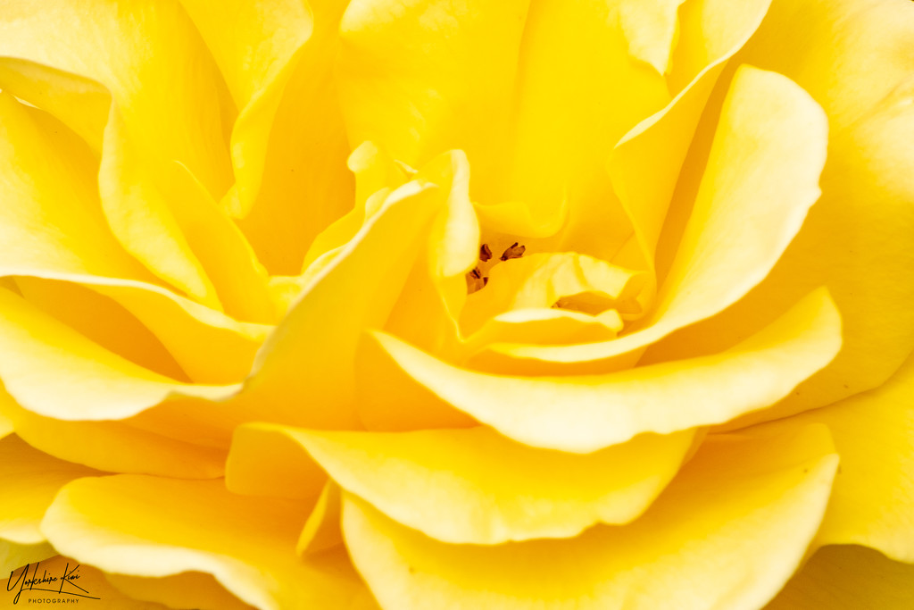 Yellow Rose by yorkshirekiwi