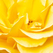 Yellow Rose by yorkshirekiwi