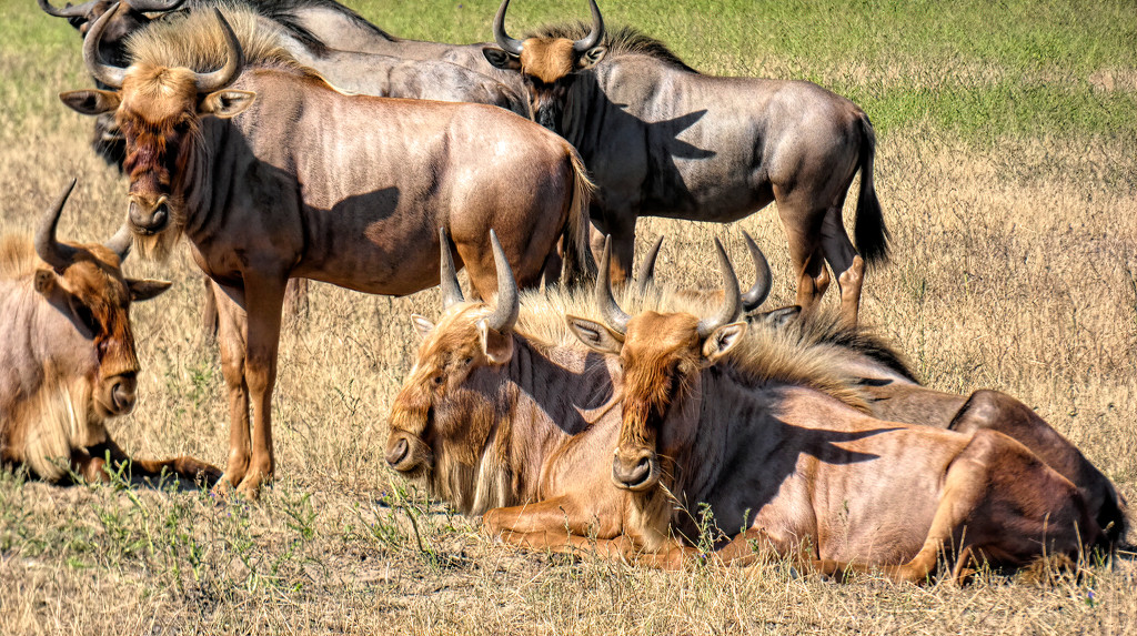 A group of Golden Gnu by ludwigsdiana