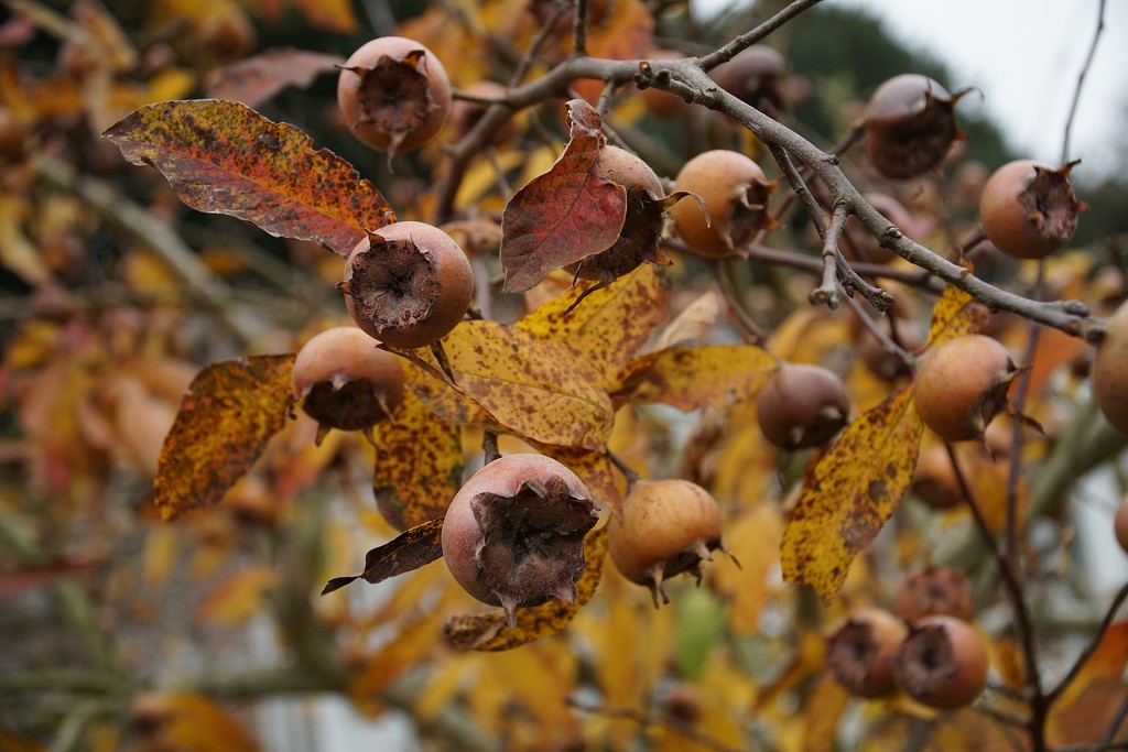 medlars on a tree  by quietpurplehaze