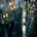 Fall bokeh and the birch tree... by atchoo