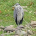  Grey Heron beside the River Usk by susiemc