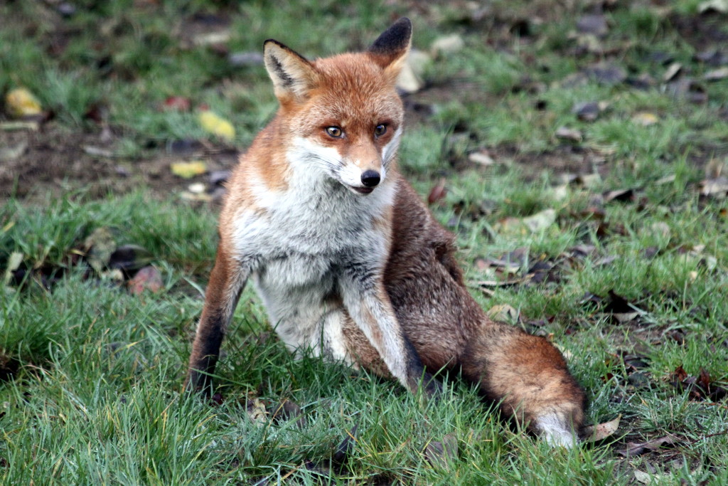 Fox In The Garden by bagpuss