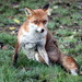 Fox In The Garden by bagpuss