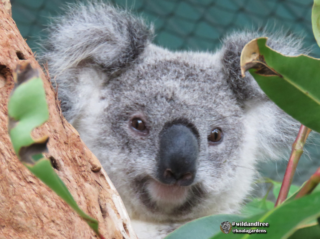 a Sunday Krissy by koalagardens