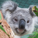 a Sunday Krissy by koalagardens