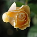 Last rose...now gone (SOOC) by ivan