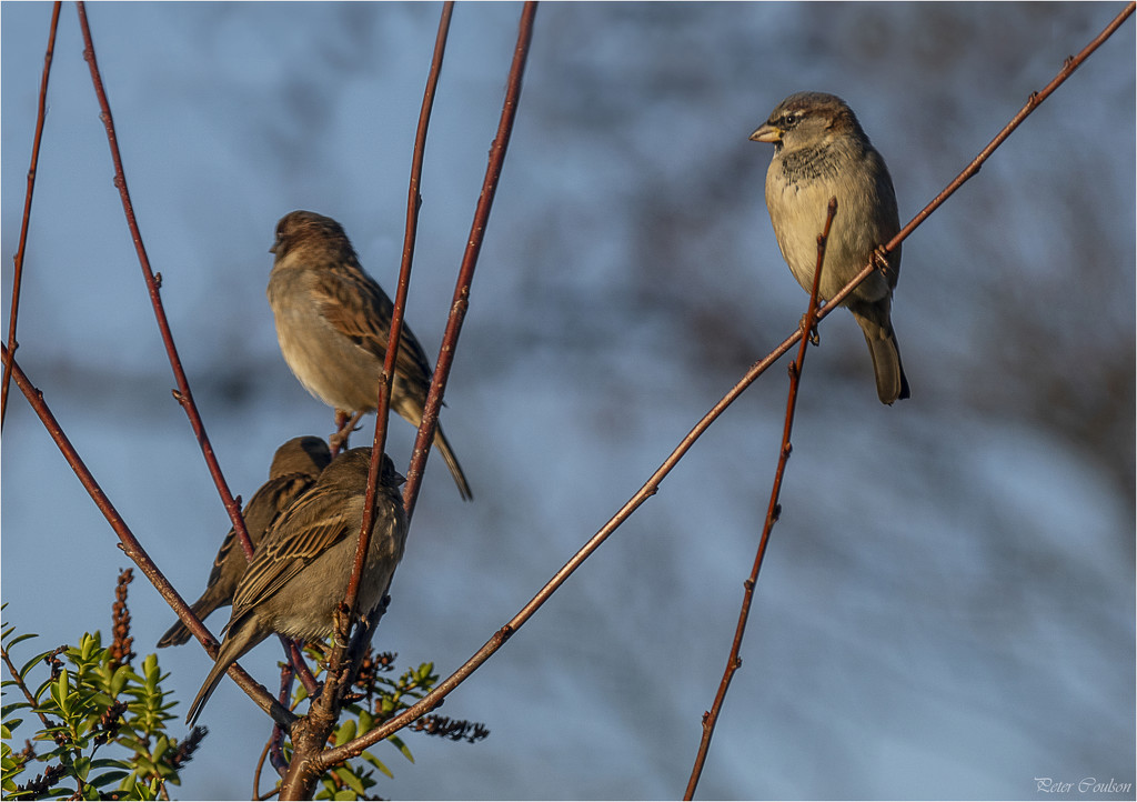 House Sparrow by pcoulson