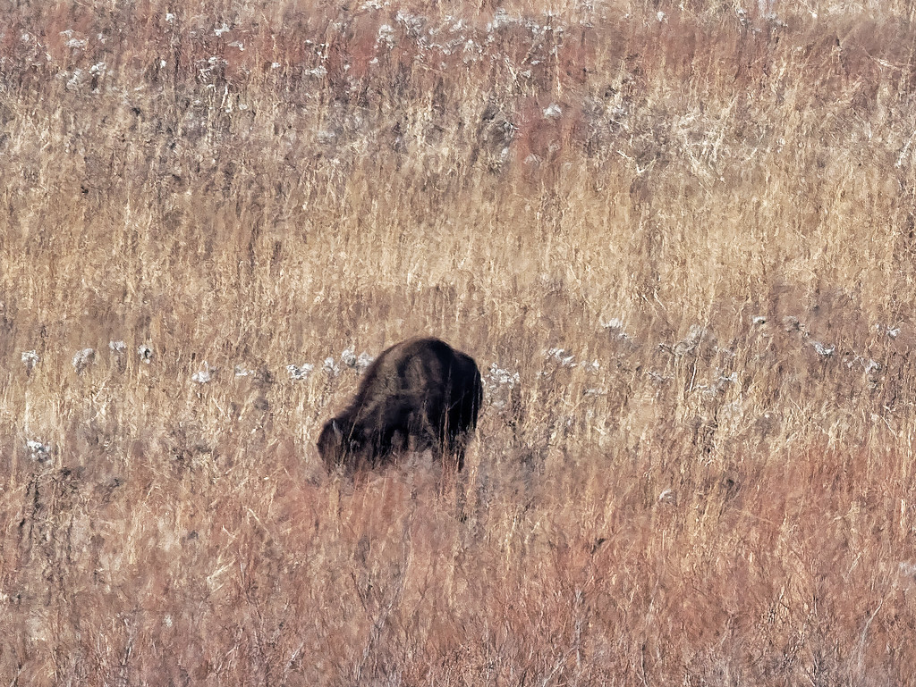 bison closeup by rminer
