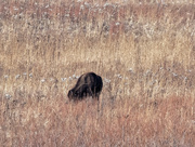 18th Nov 2018 - bison closeup