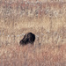 bison closeup by rminer