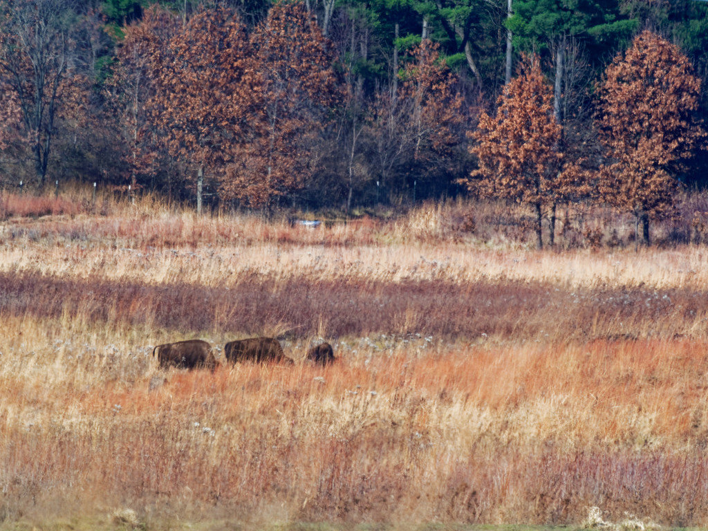 autumn bison by rminer