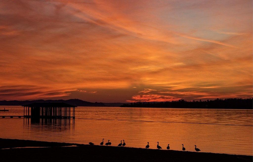 LHG_1055 Geese came for Sunset by rontu