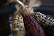 18th Nov 2018 - Indian Corn