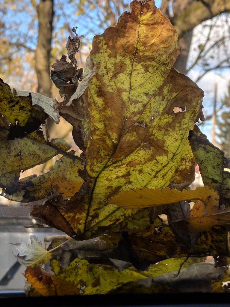 Last of Fall by photogypsy
