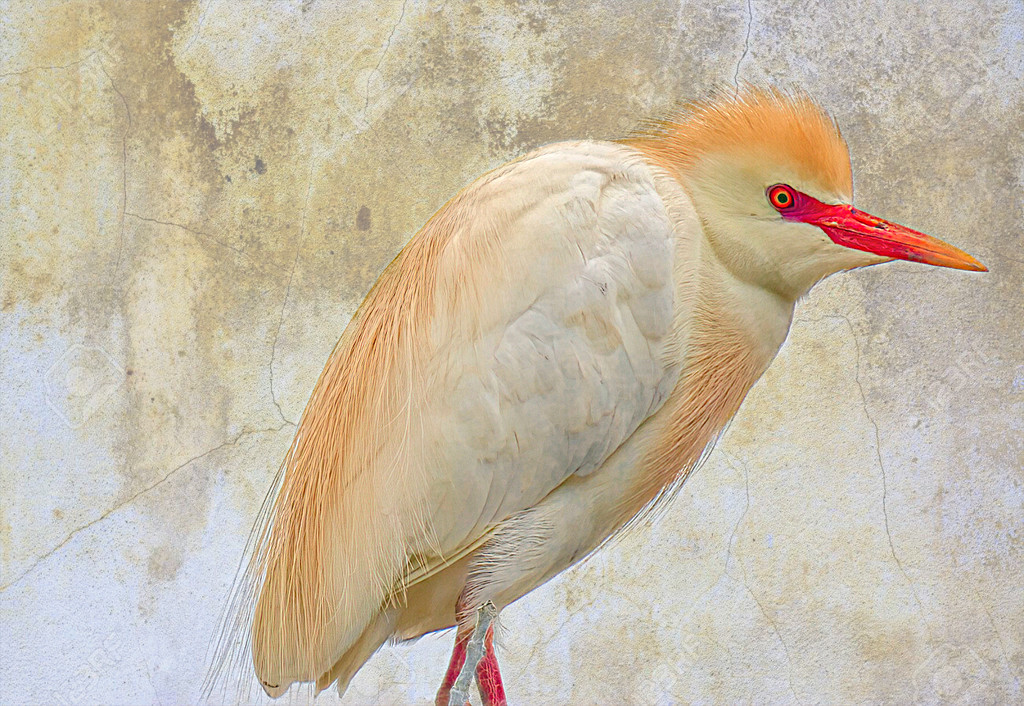 Cattle Egret by ludwigsdiana